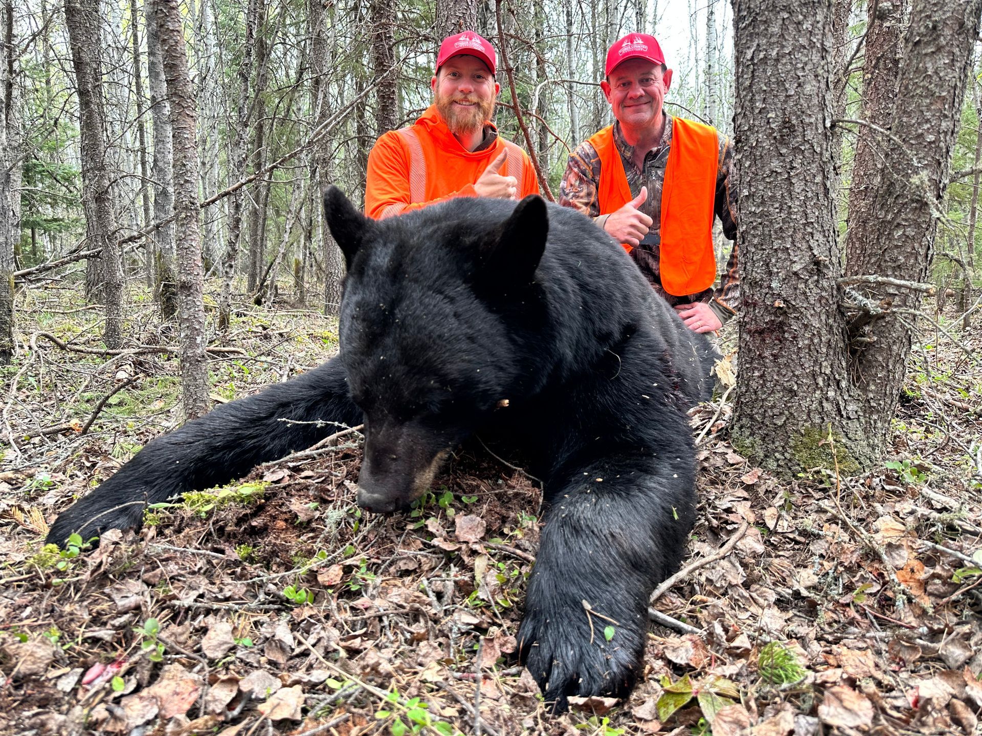 Bear Hunting Outfitter in Canada