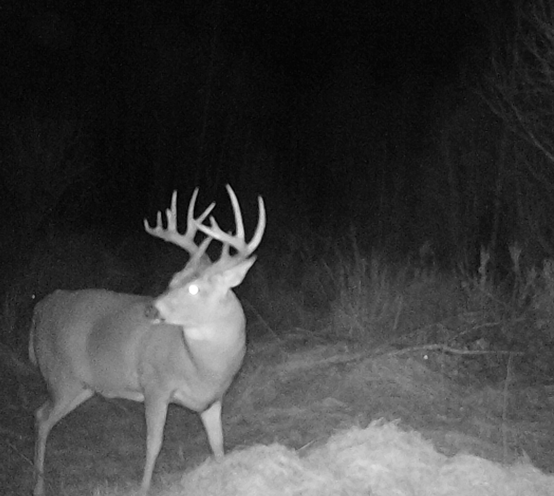 deer on game camera in Saskatchewan
