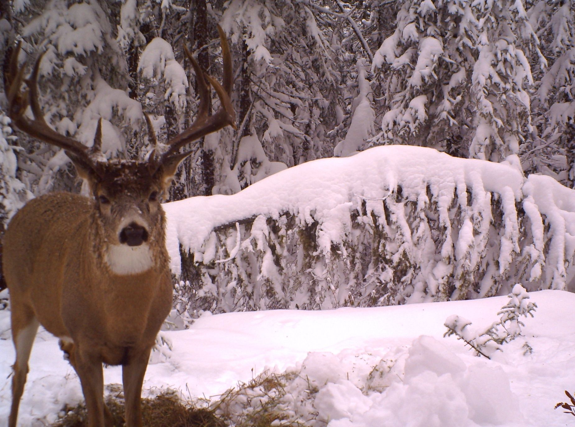 big whitetail deer