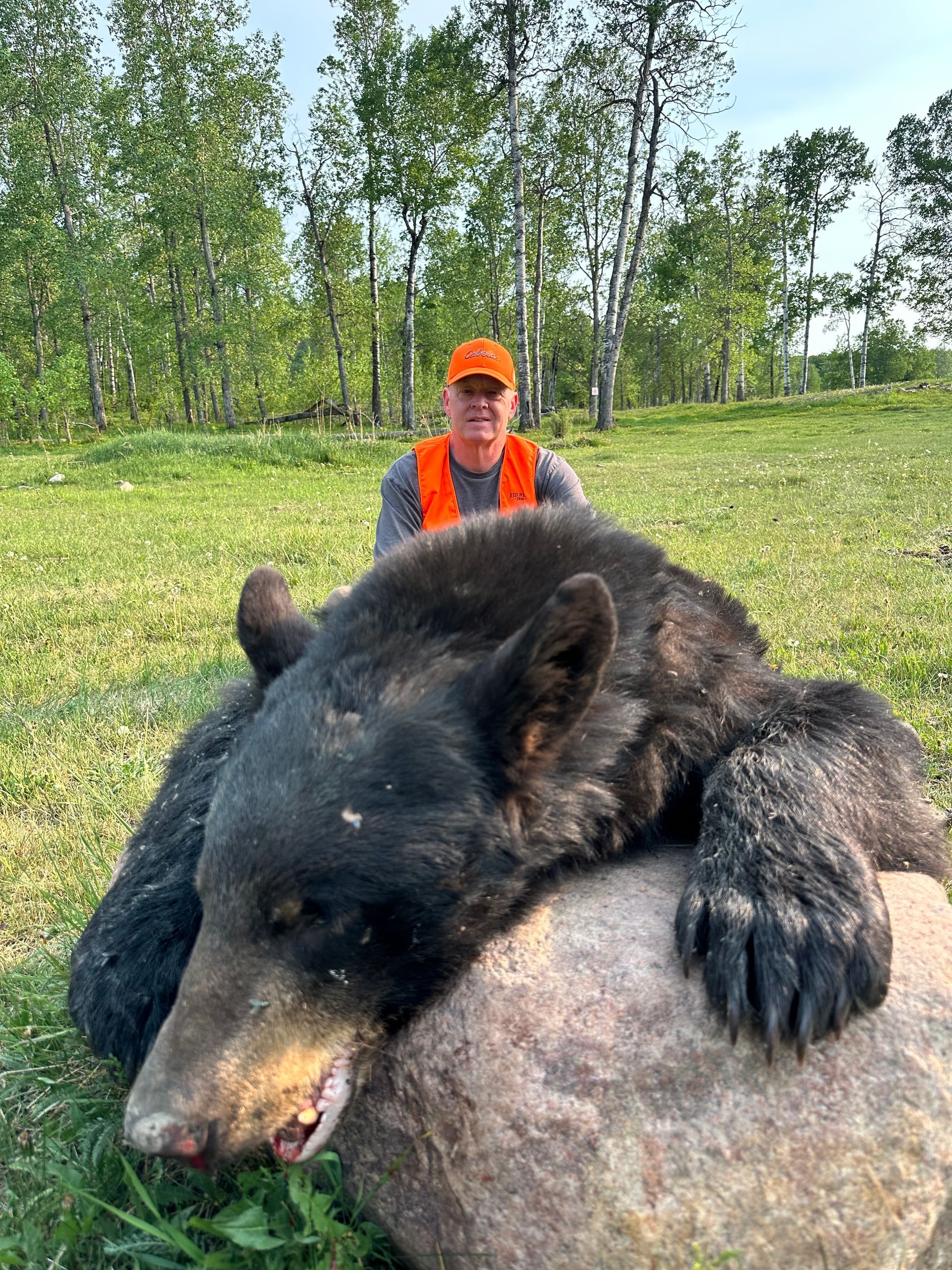 bear hunts