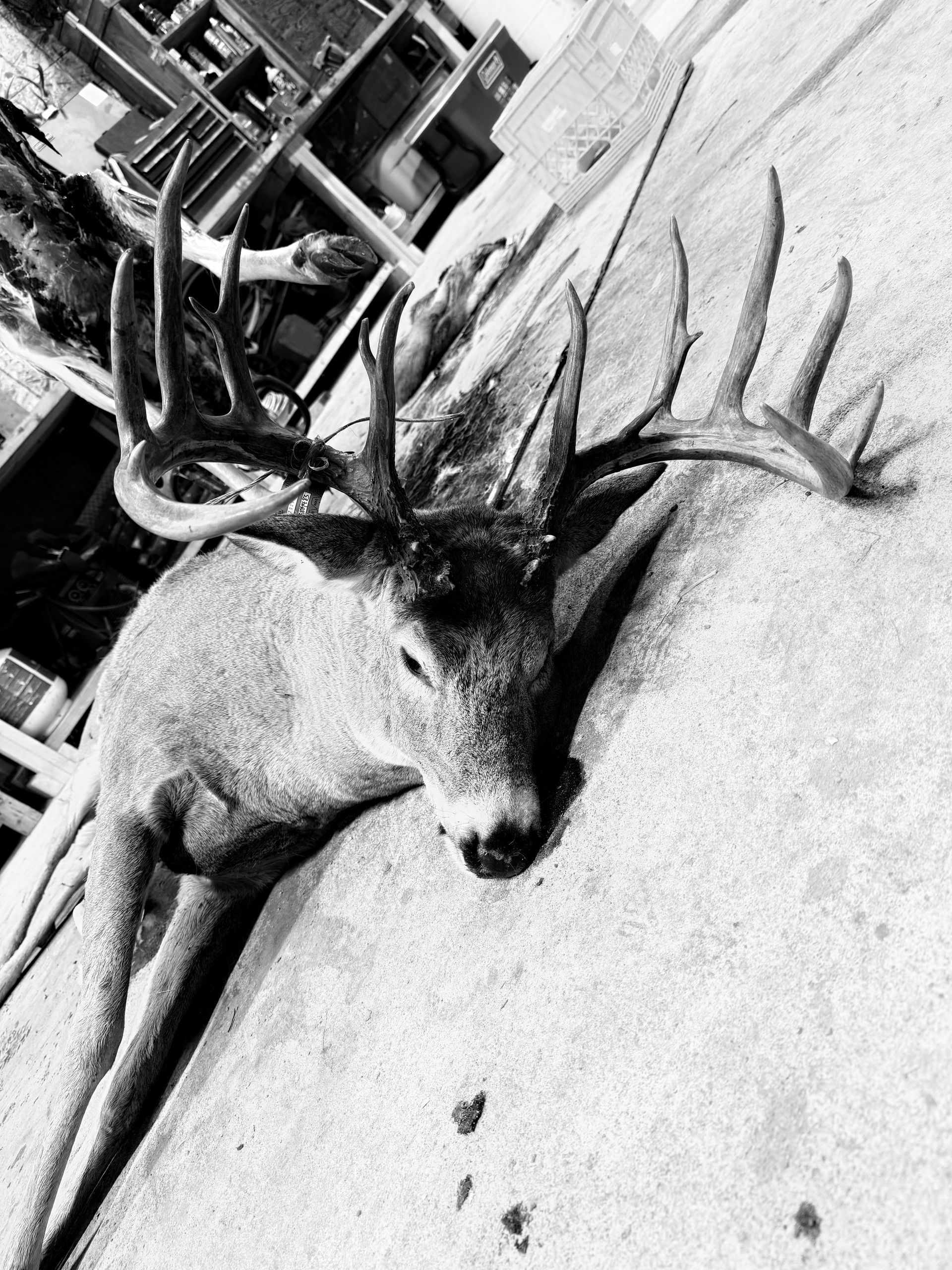 whitetail deer hunting outfitter in Canada