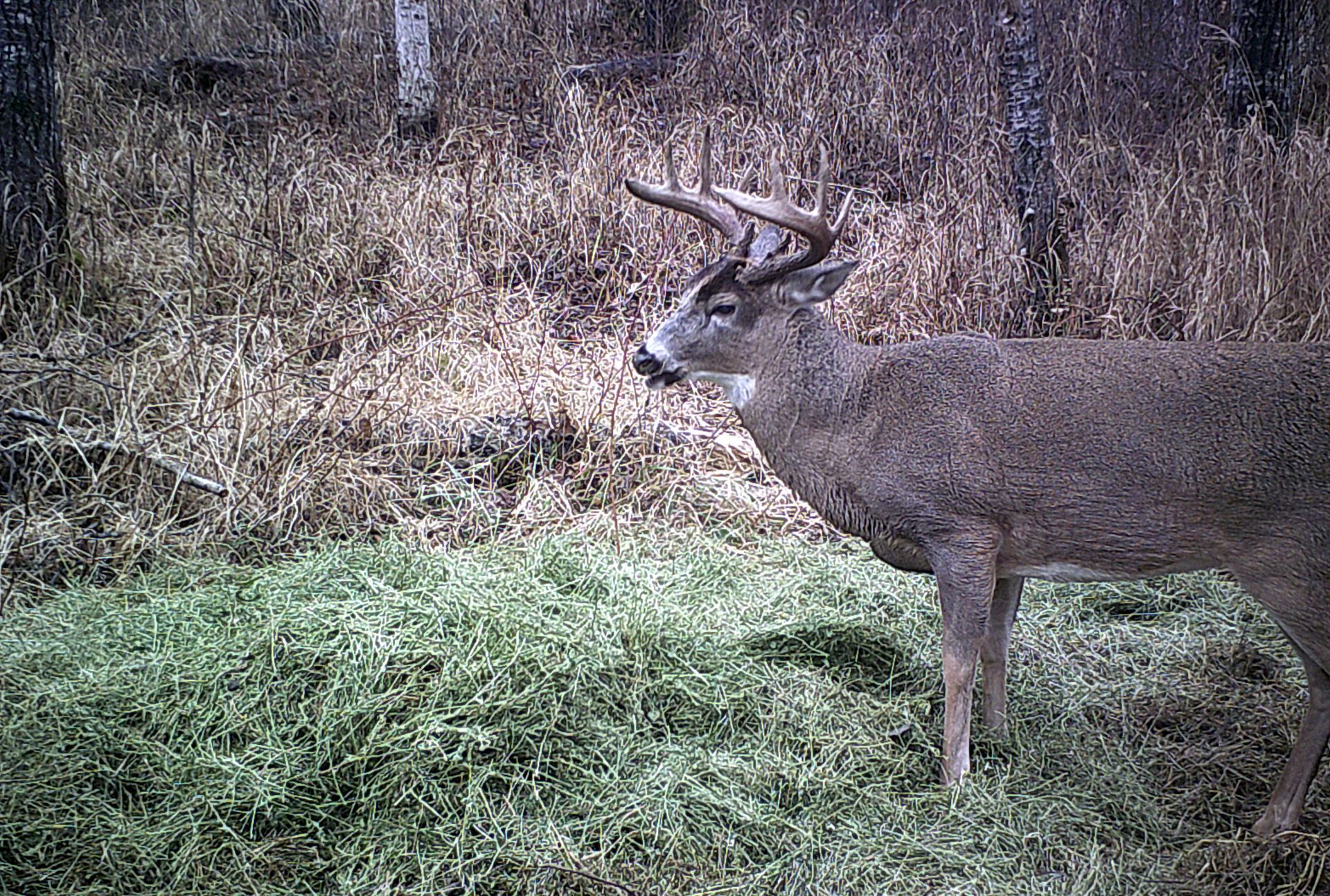 trophy deer