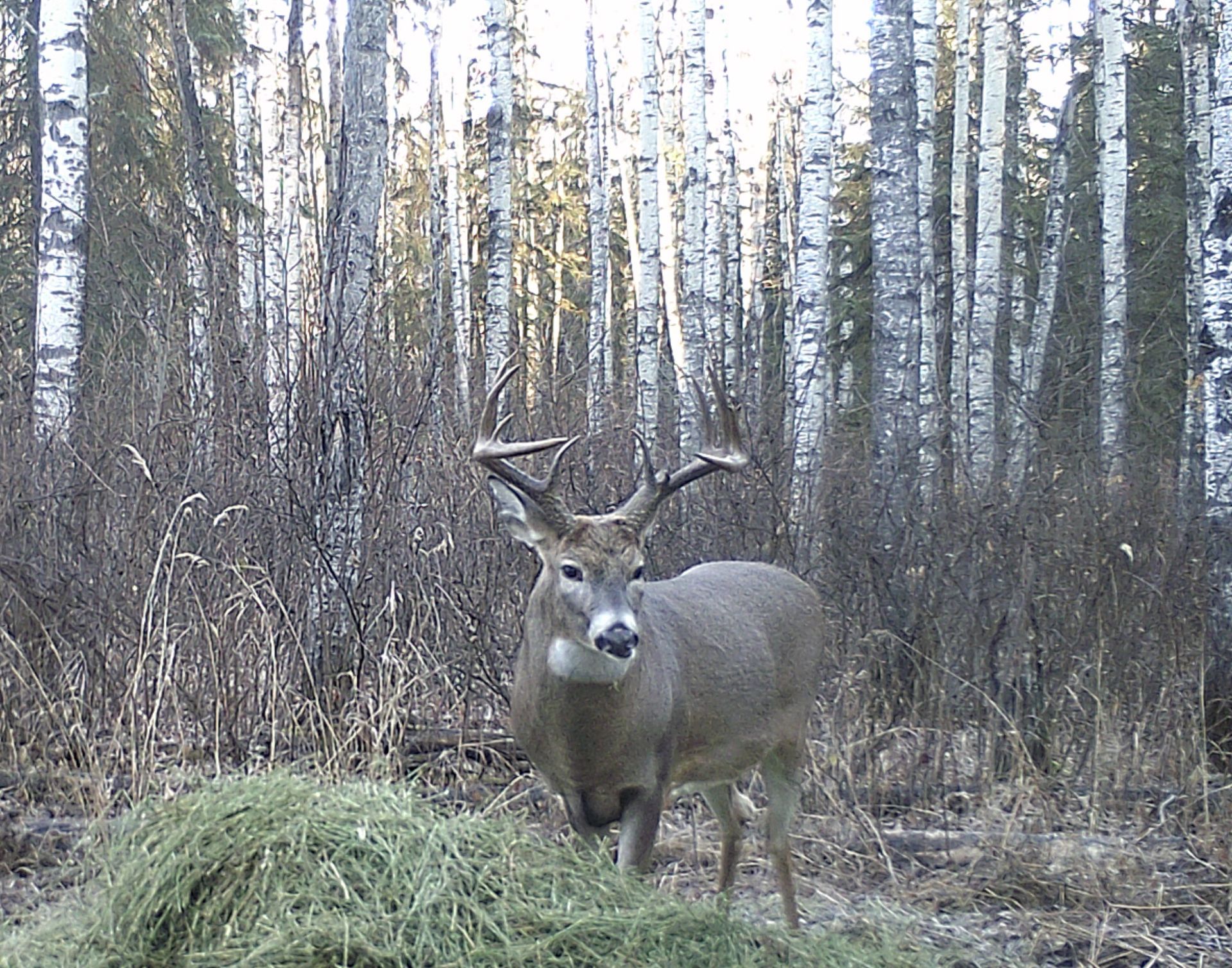 Deer Guide Canada