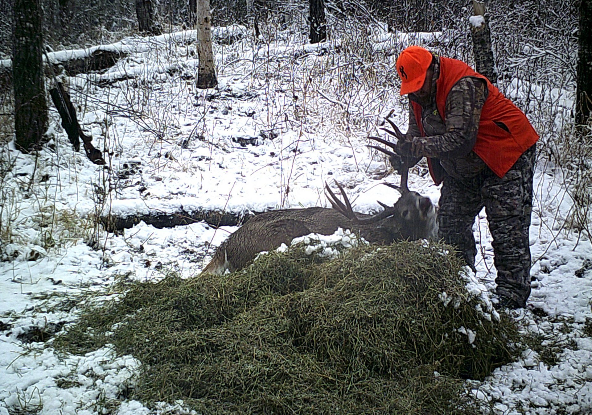 big deer