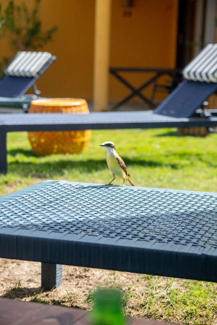 Pequeno pássaro empoleirado em uma mesa de metal preta em um pátio ensolarado ao ar livre, com espreguiçadeiras ao fundo.