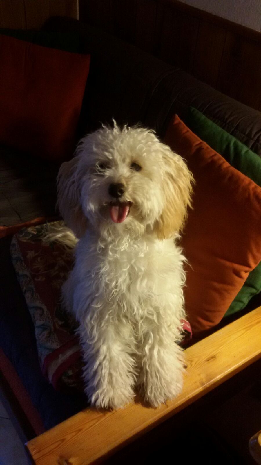 cane