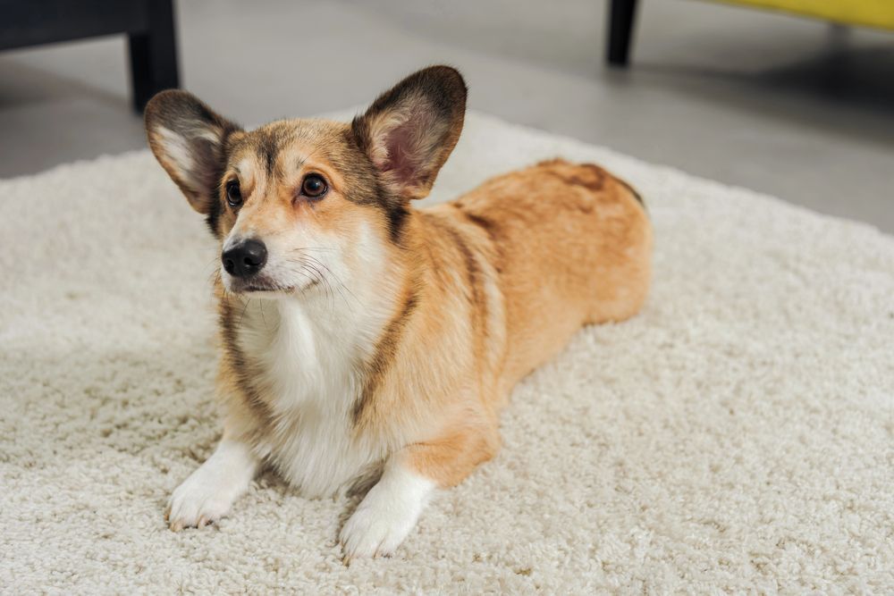 Leishmaniosi nel Cane: Informazioni e Prevenzione