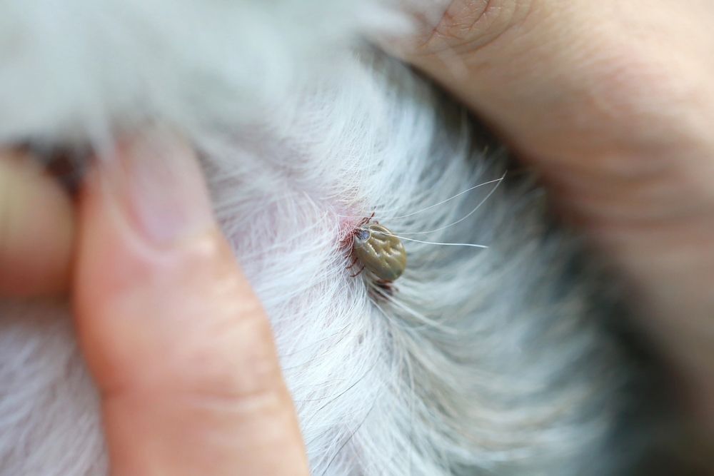 Pulci e Zecche: Informazioni Utili e Consigli Pratici