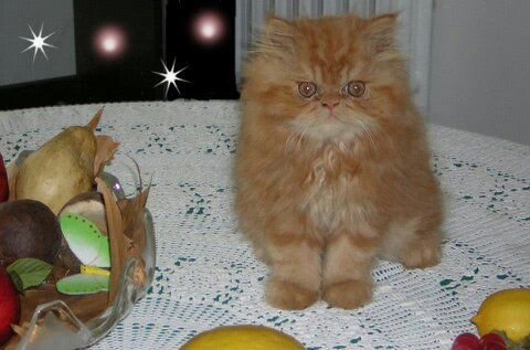 gatto