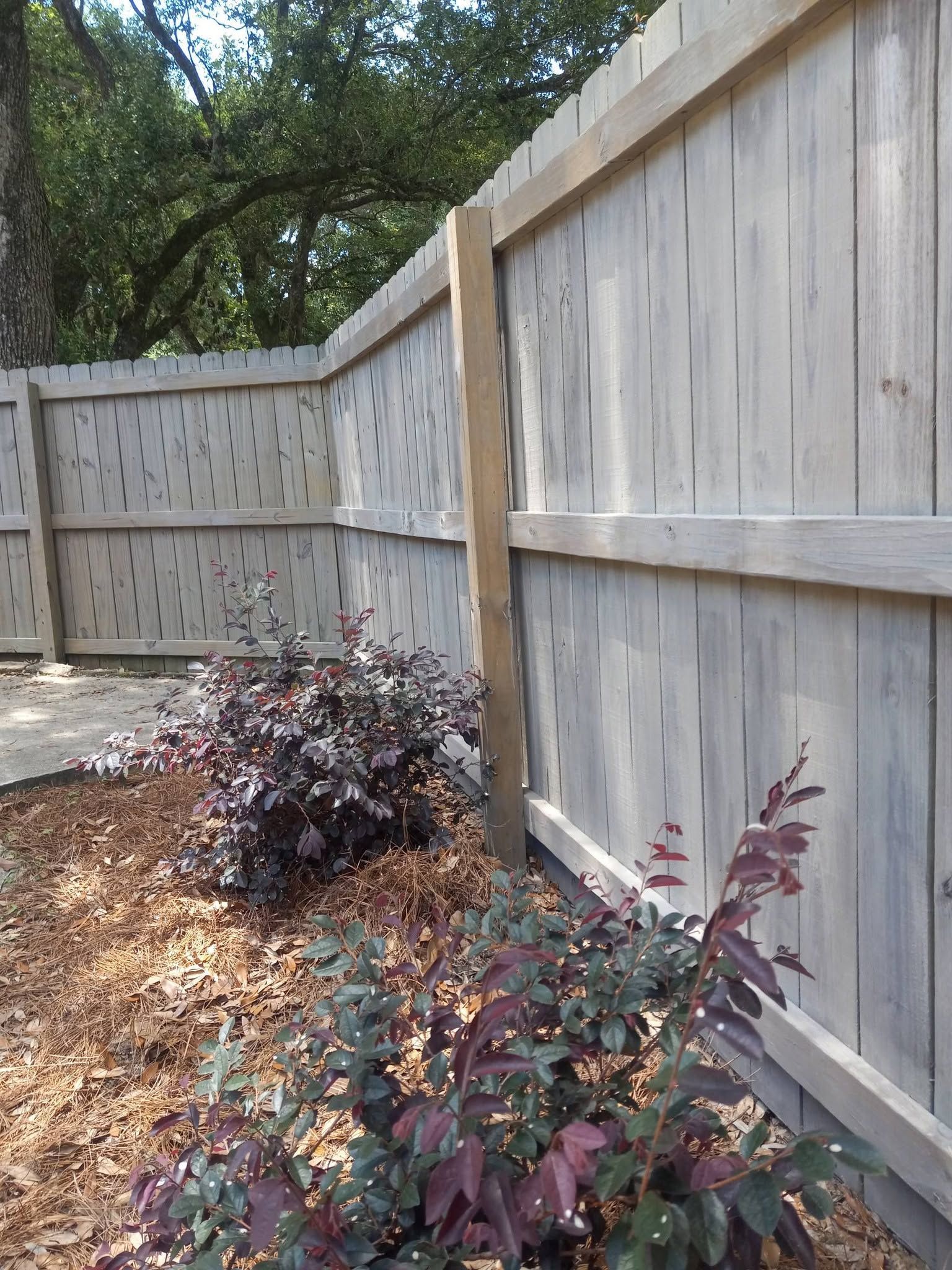 Wooden backyard fence with shrubs and mulch along a leafy corner