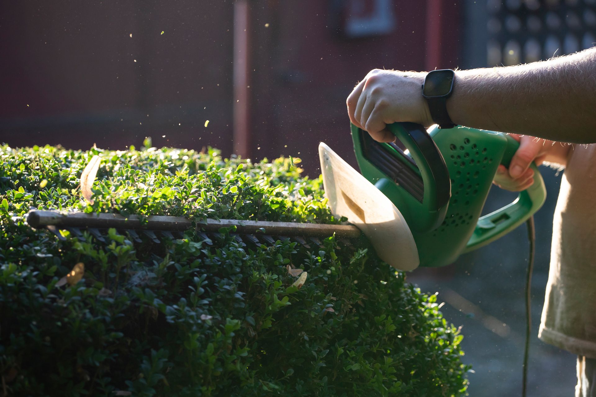 Hands watering a sunlit hedge with a green watering can