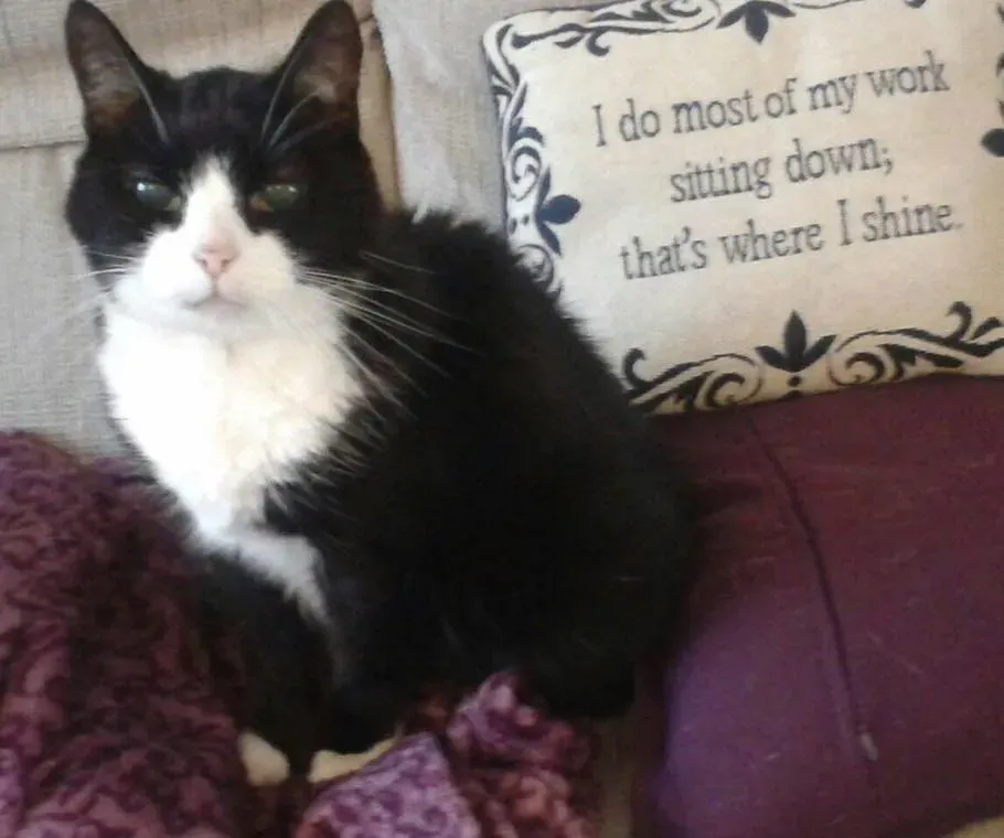 Beauty the cat sitting next to a cushion.