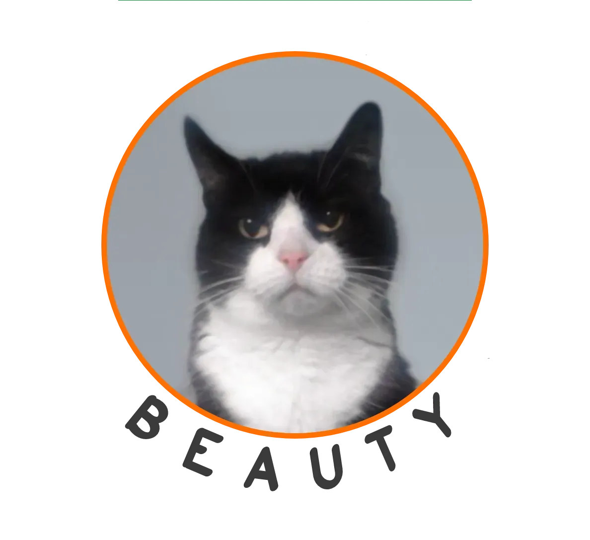 Portrait photo of Beauty the cat.