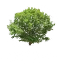 Tree Service in Lapeer, MI | Rooted Arbor Tree Care, LLC Tree Service in Lapeer, MI | Rooted Arbor Tree Care, LLC