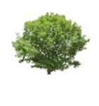 Tree Service in Lapeer, MI | Rooted Arbor Tree Care, LLC Tree Service in Lapeer, MI | Rooted Arbor Tree Care, LLC