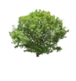 Tree Service in Lapeer, MI | Rooted Arbor Tree Care, LLC Tree Service in Lapeer, MI | Rooted Arbor Tree Care, LLC