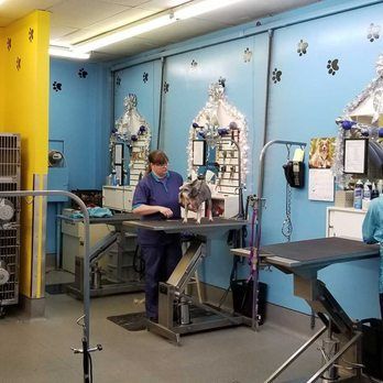 A Woman Is Grooming A Small Dog In A Dog Grooming Salon — Richmond, VA — Ridge Dog Shop