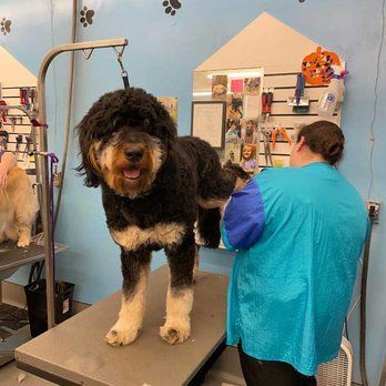 A Woman Is Grooming A Large Black And White Dog On A Table — Richmond, VA — Ridge Dog Shop