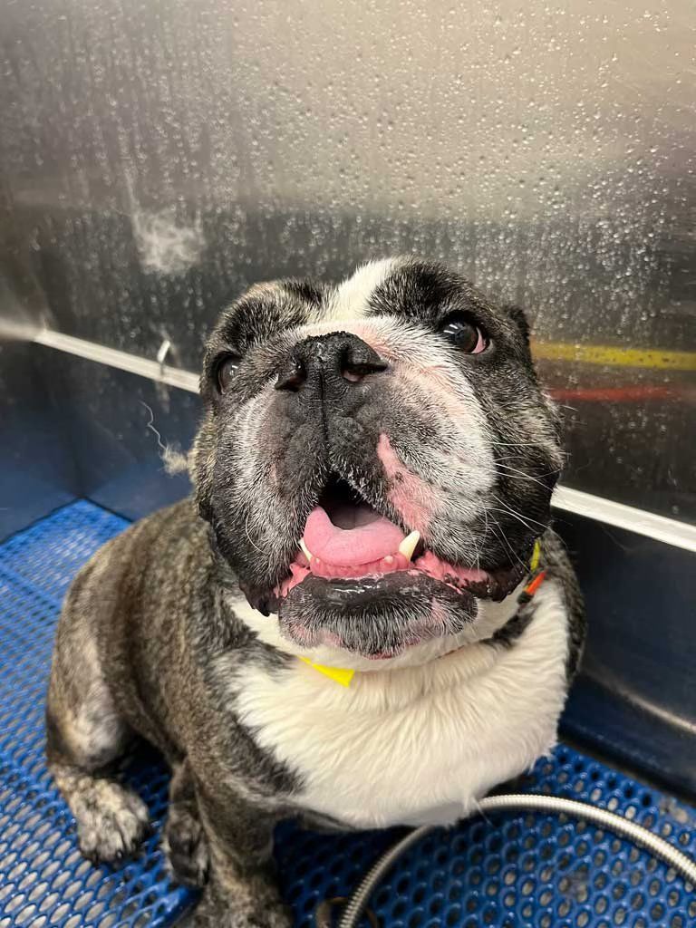 A black and white bulldog is sitting on a blue mat with its mouth open.