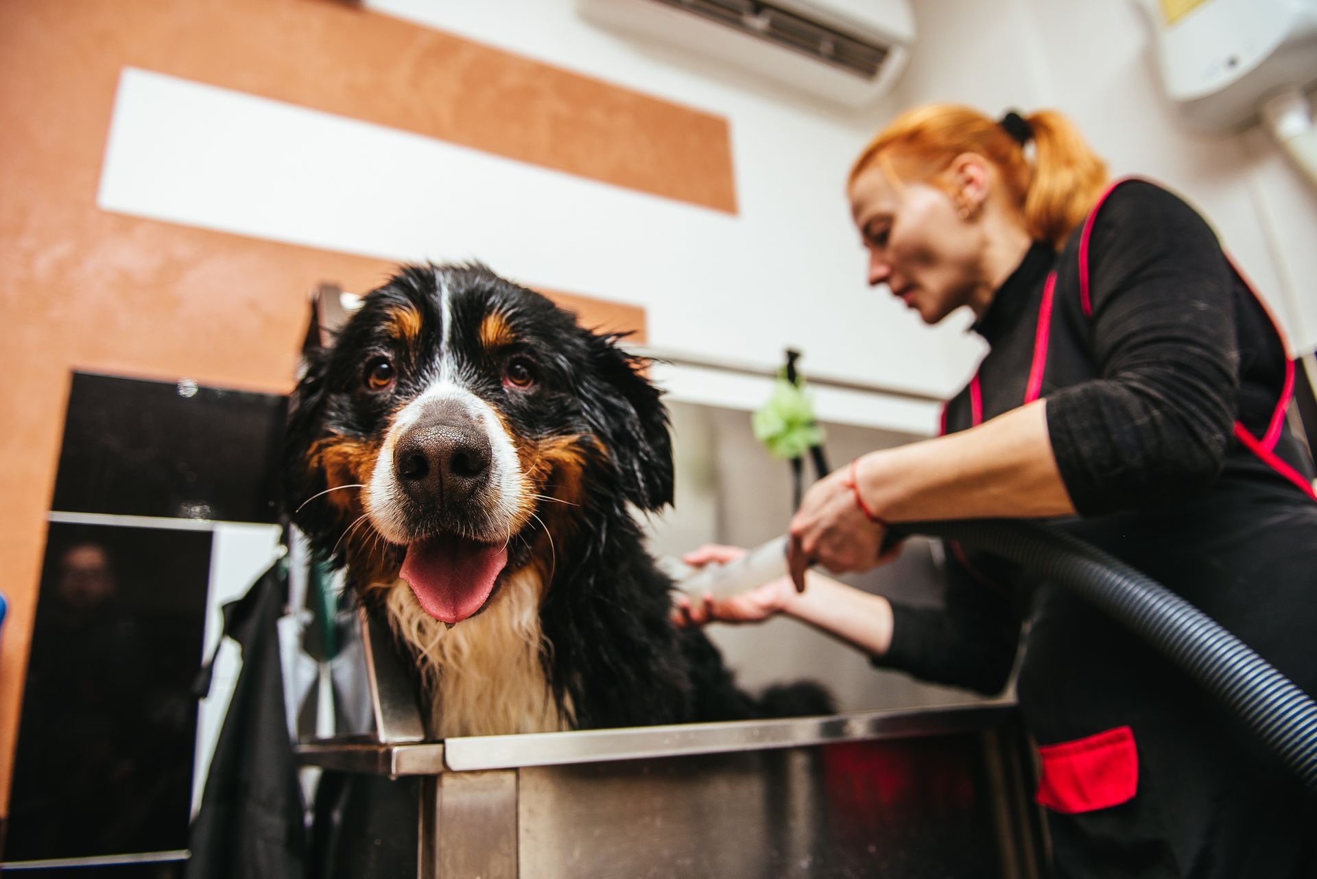 Woman grooming a golden doodle dog, using scissors. A dog getting a grooming service from a groomer.