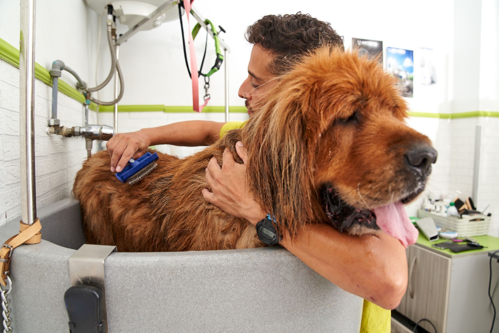 A dog groomer is brushing a Tibetan Mastiff with a brush after a shower, for dog grooming services. A dog groomer is brushing a Tibetan Mastiff with a brush after a shower, for dog grooming services.