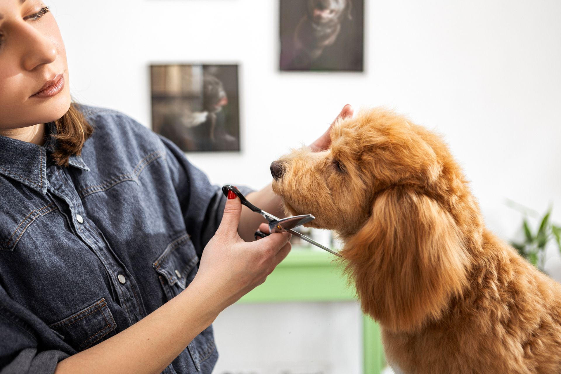 Woman grooming a golden doodle dog, using scissors. Woman grooming a golden doodle dog, using scissors.