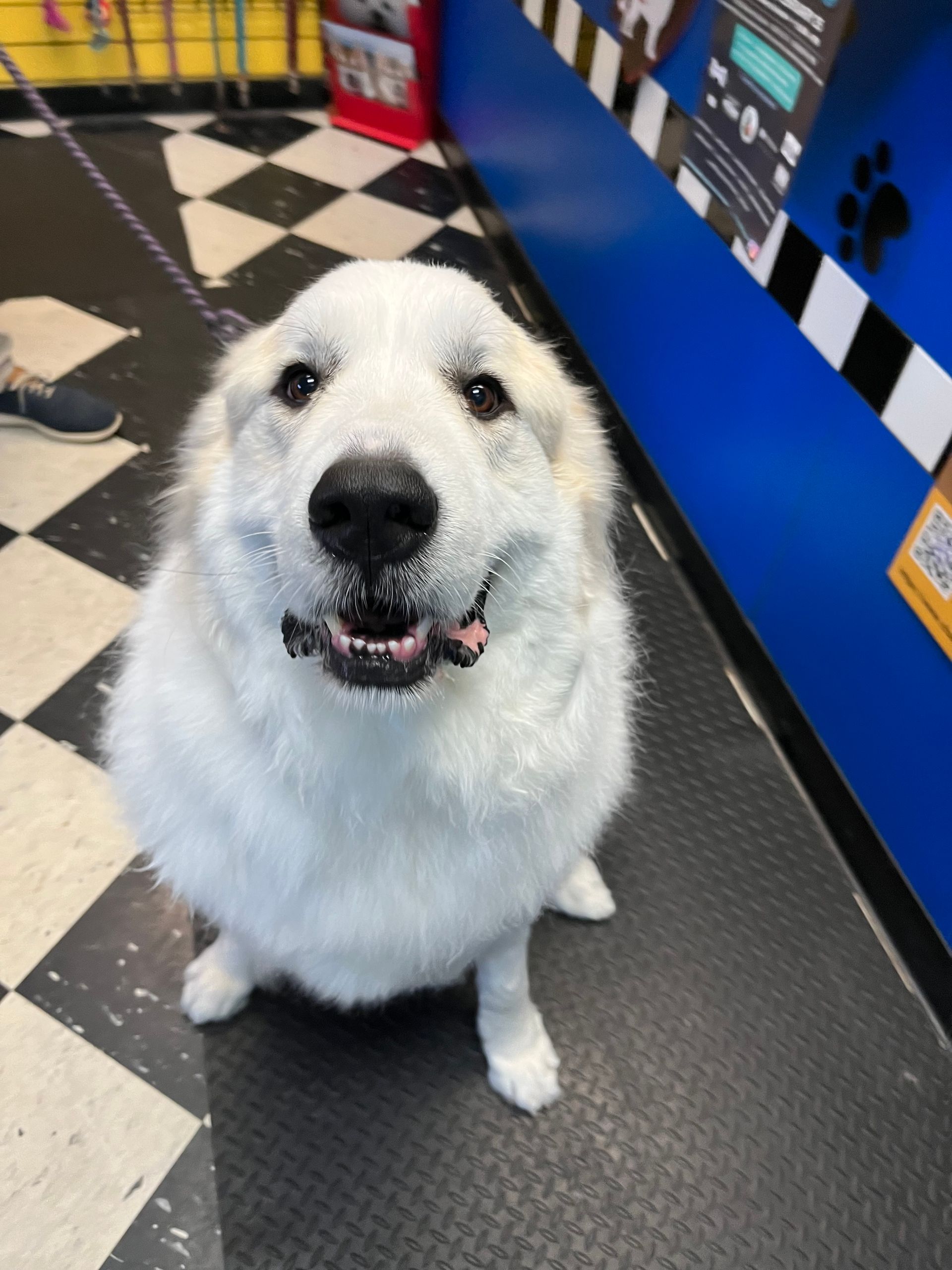 White fluffy dog sitting on black and white checkered floor, looking up at the camera.