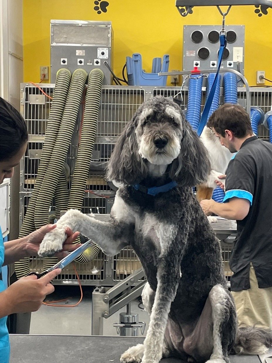 How to prevent your dog’s hair from becoming matted and what to do if mats do occur.