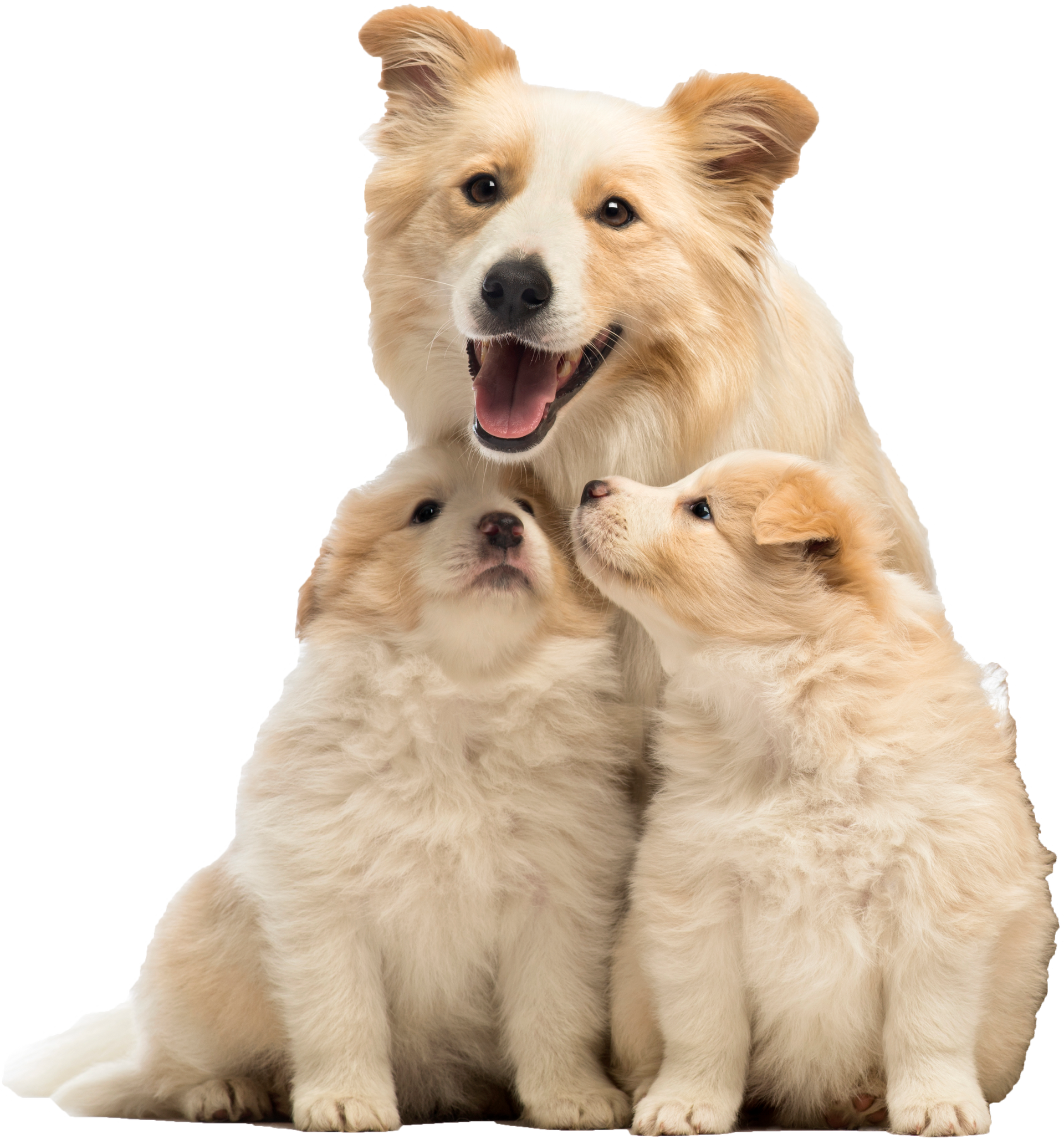 A Dog And Two Puppies Are Sitting Next To Each Other — Richmond, VA — Ridge Dog Shop A Dog And Two Puppies Are Sitting Next To Each Other — Richmond, VA — Ridge Dog Shop