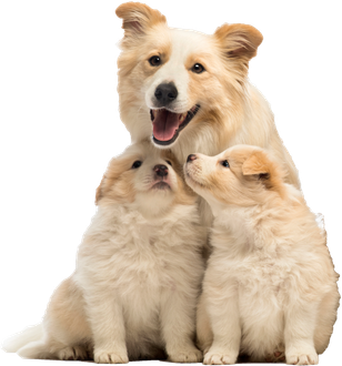 A Dog And Two Puppies Are Sitting Next To Each Other — Richmond, VA — Ridge Dog Shop A Dog And Two Puppies Are Sitting Next To Each Other — Richmond, VA — Ridge Dog Shop