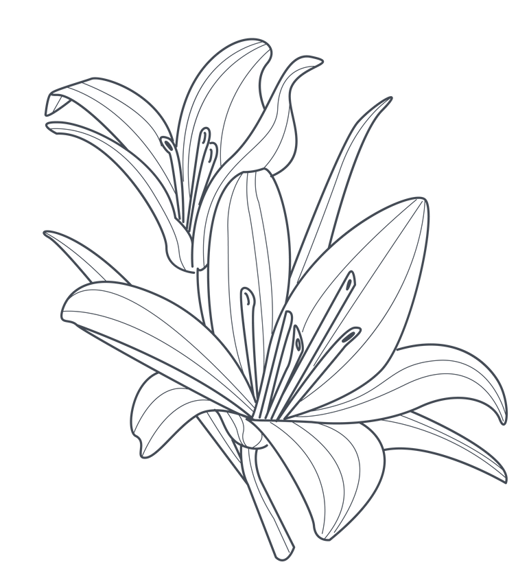 Two outlined lilies in bloom, a line drawing on a white background