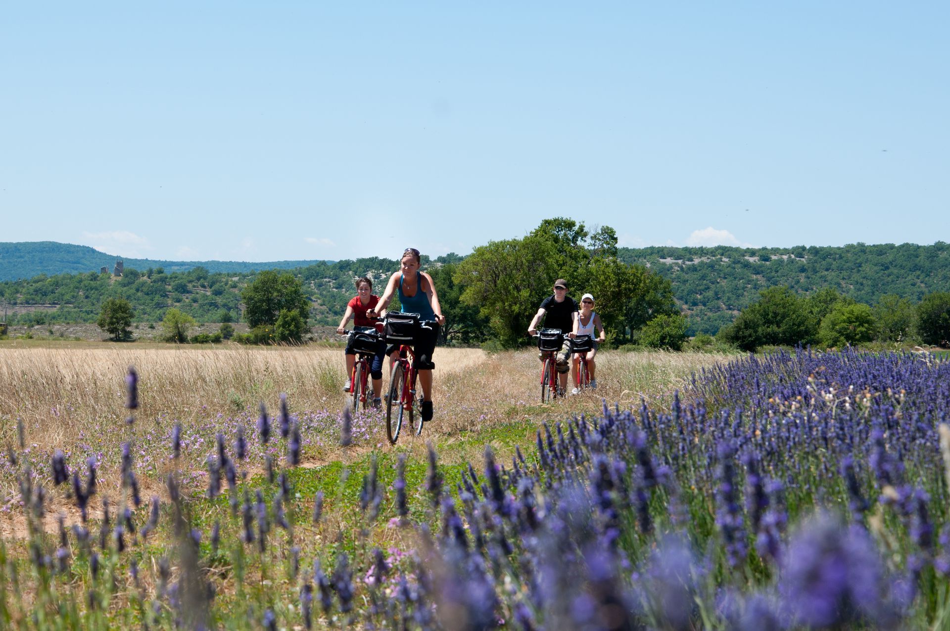 Des cyclistes traversent un champ de lavande sous un ciel bleu clair.
