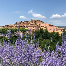 Roussillon, village aux bâtiments ocres entouré de lavande en fleurs