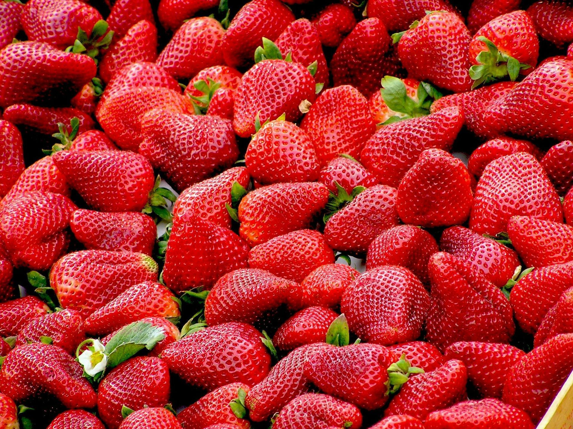 Un tas de fraises rouge vif remplit le cadre