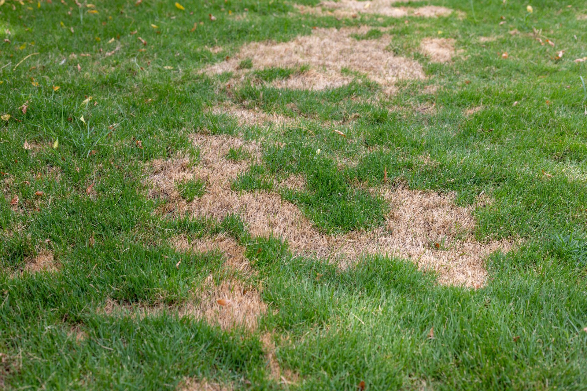 Patchy brown grass in a green lawn, showing signs of lawn damage or drought