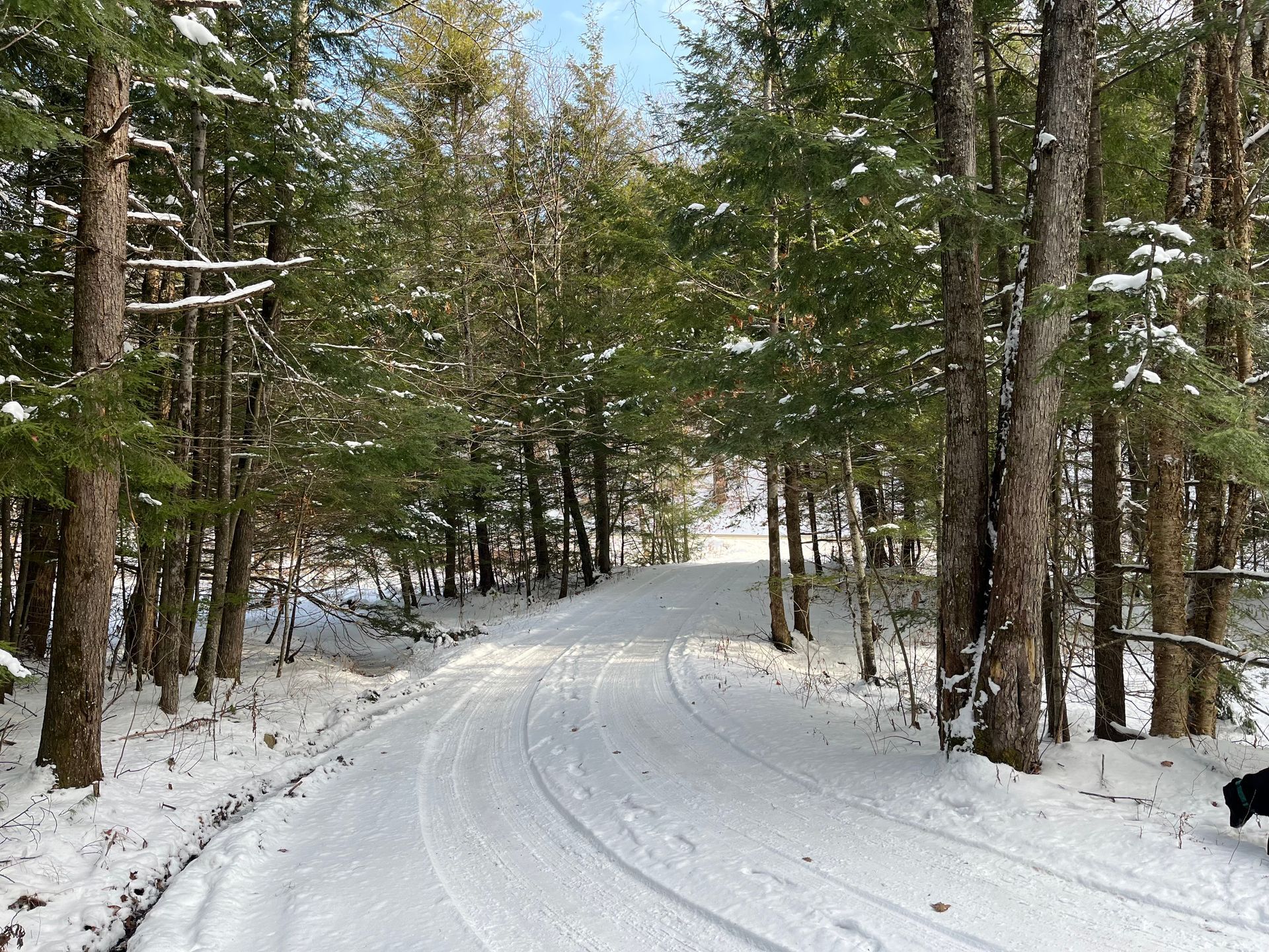 Snow-covered winding forest path among tall trees in winter
