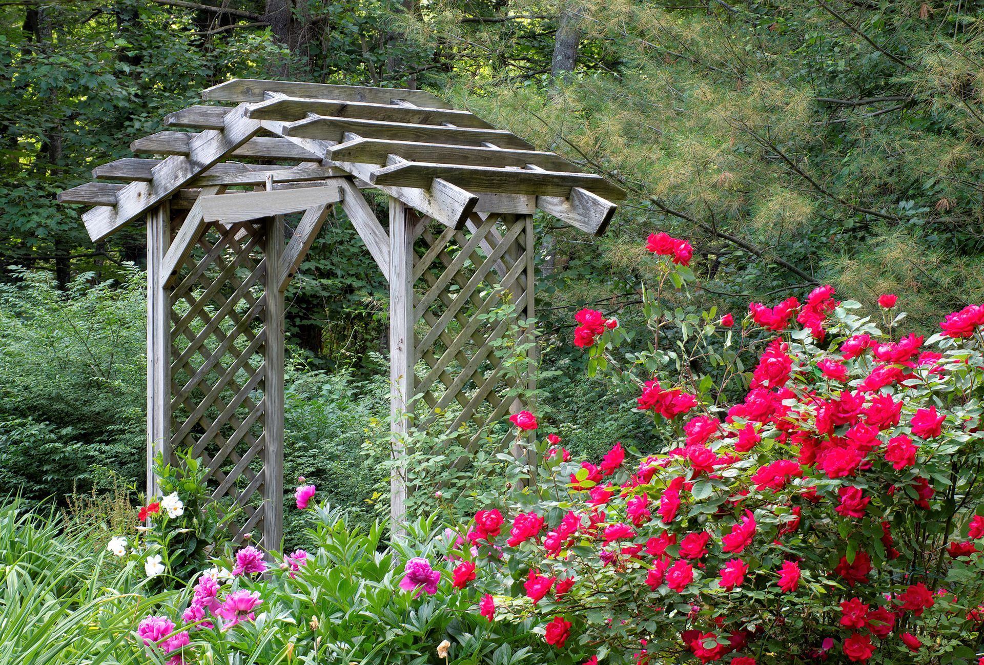 White garden arbor beside blooming pink roses in a green garden