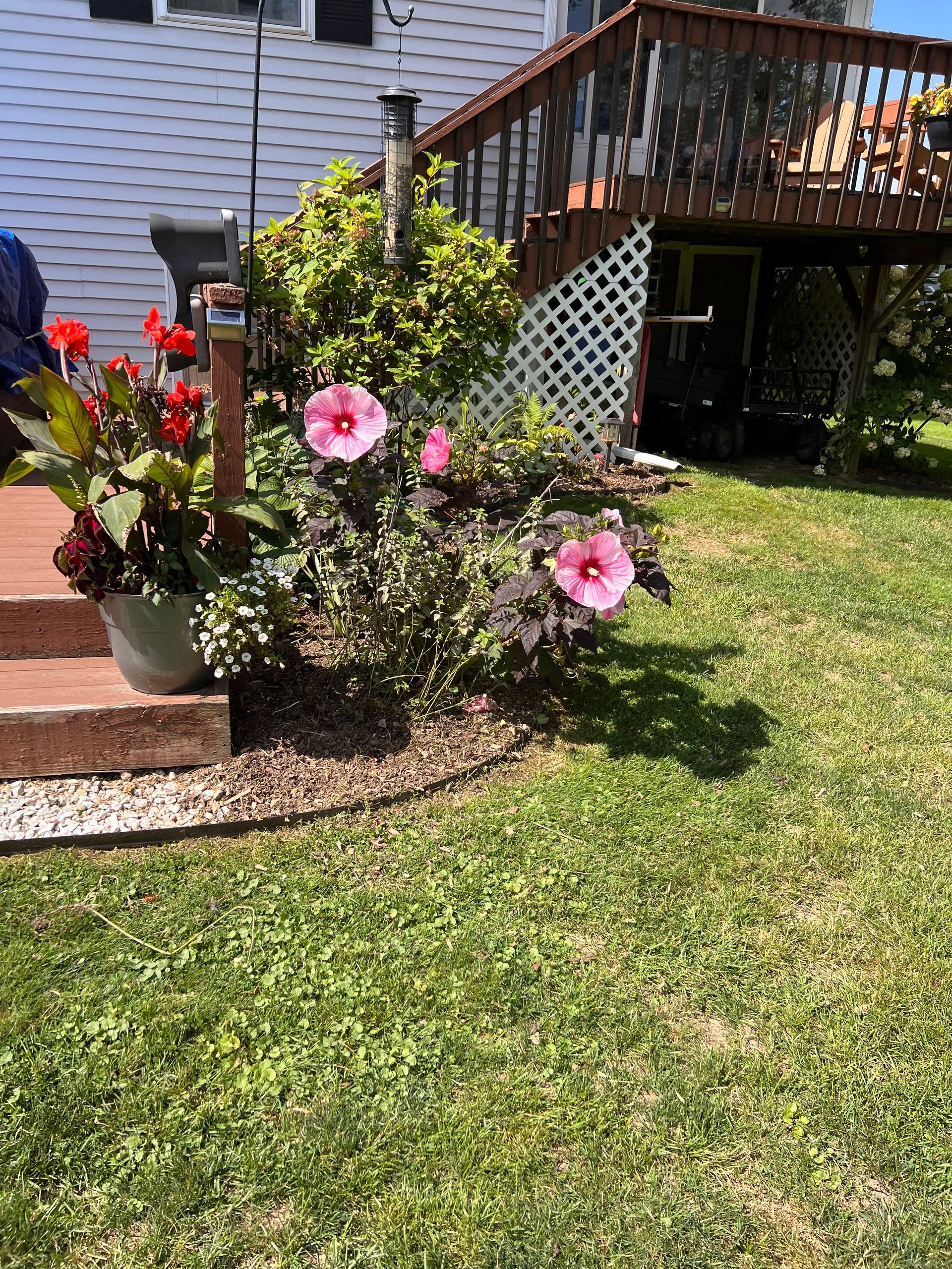 Pink hibiscus flowers by a house deck in a sunny yard