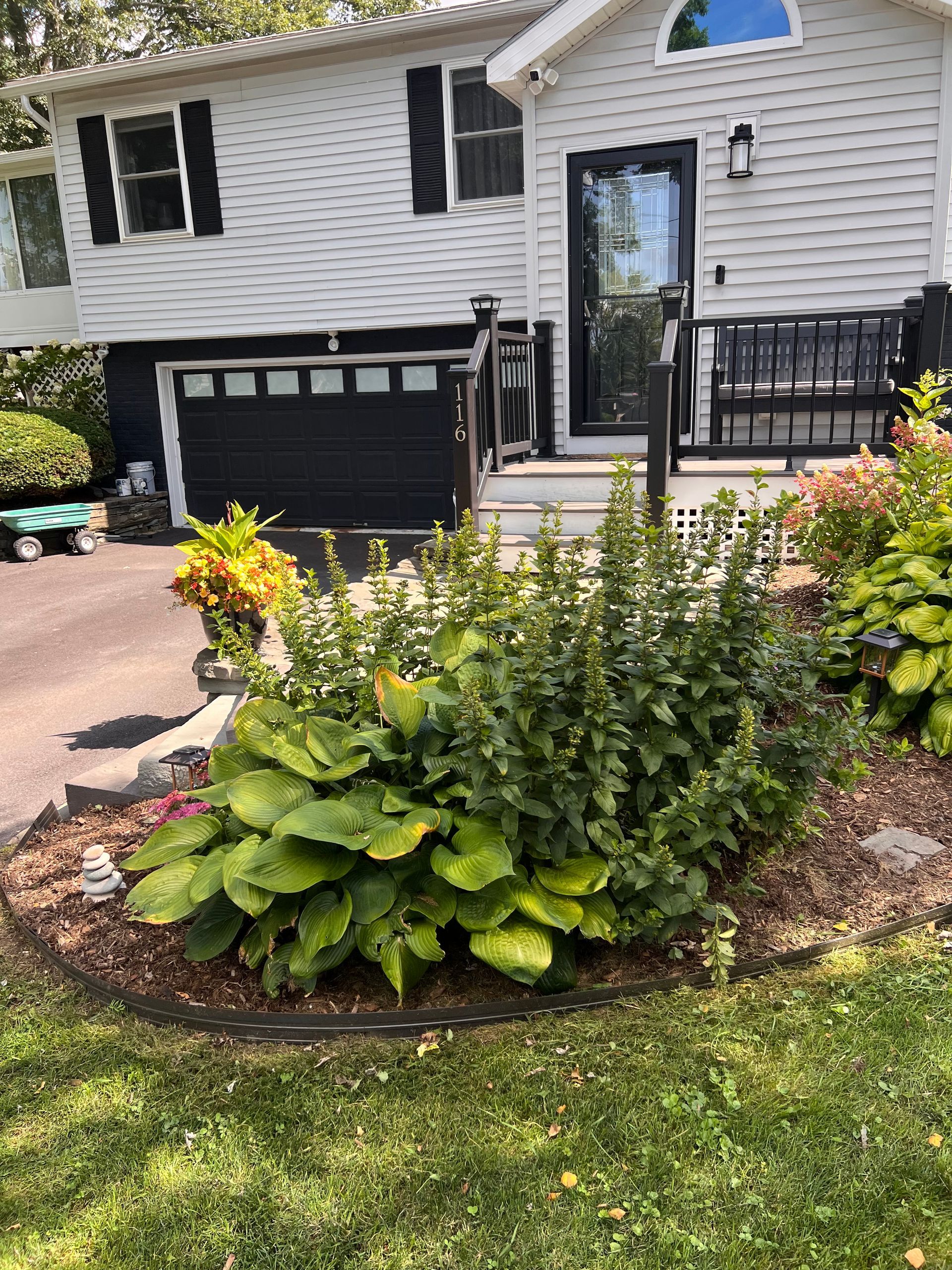Front yard garden bed with green and yellow flowering plants in front of a house and garage steps