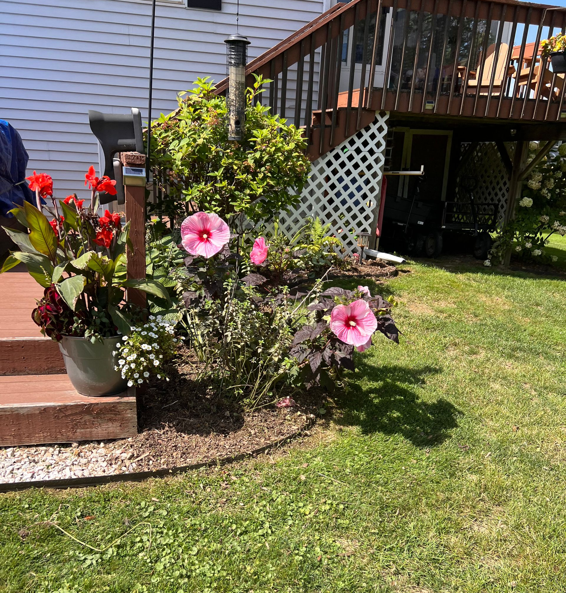 Flowering garden bed with pink hibiscus beside a patio and lawn on a sunny day