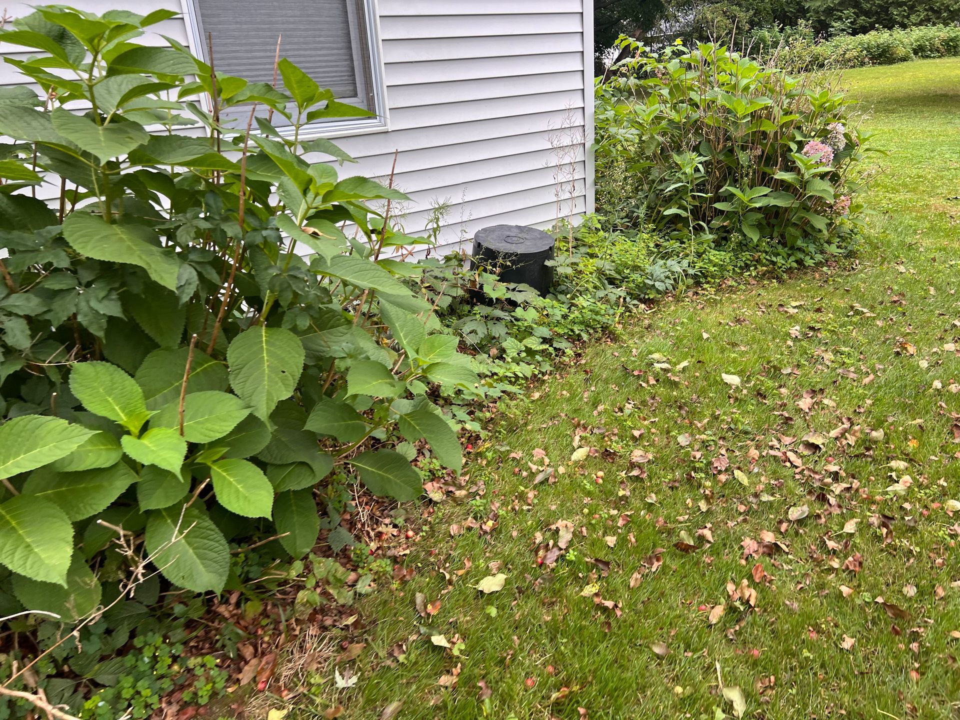 Overgrown garden bed beside a house with leafy shrubs and fallen leaves on the grass