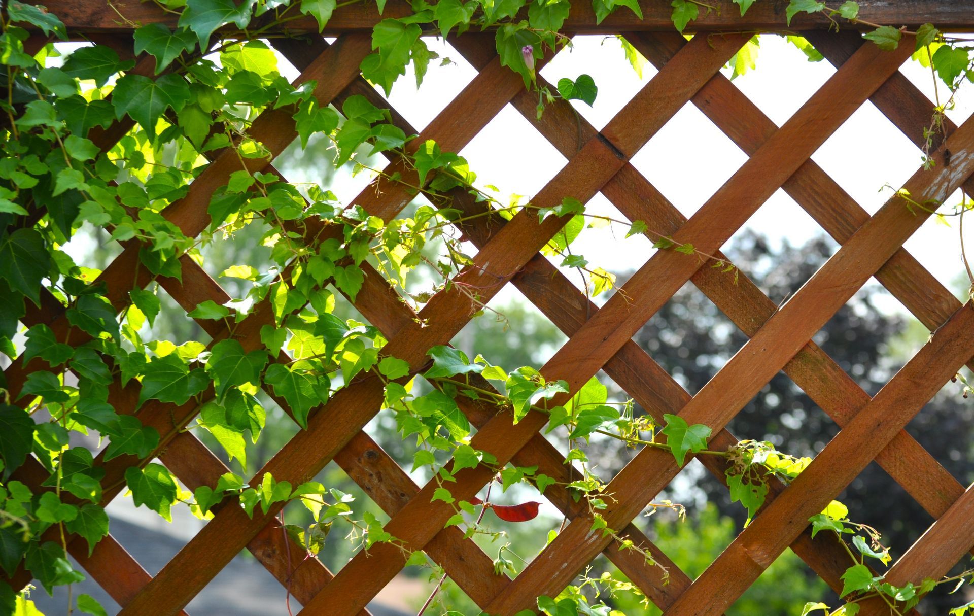 Green ivy climbing a wooden lattice fence with sunlight filtering through leaves