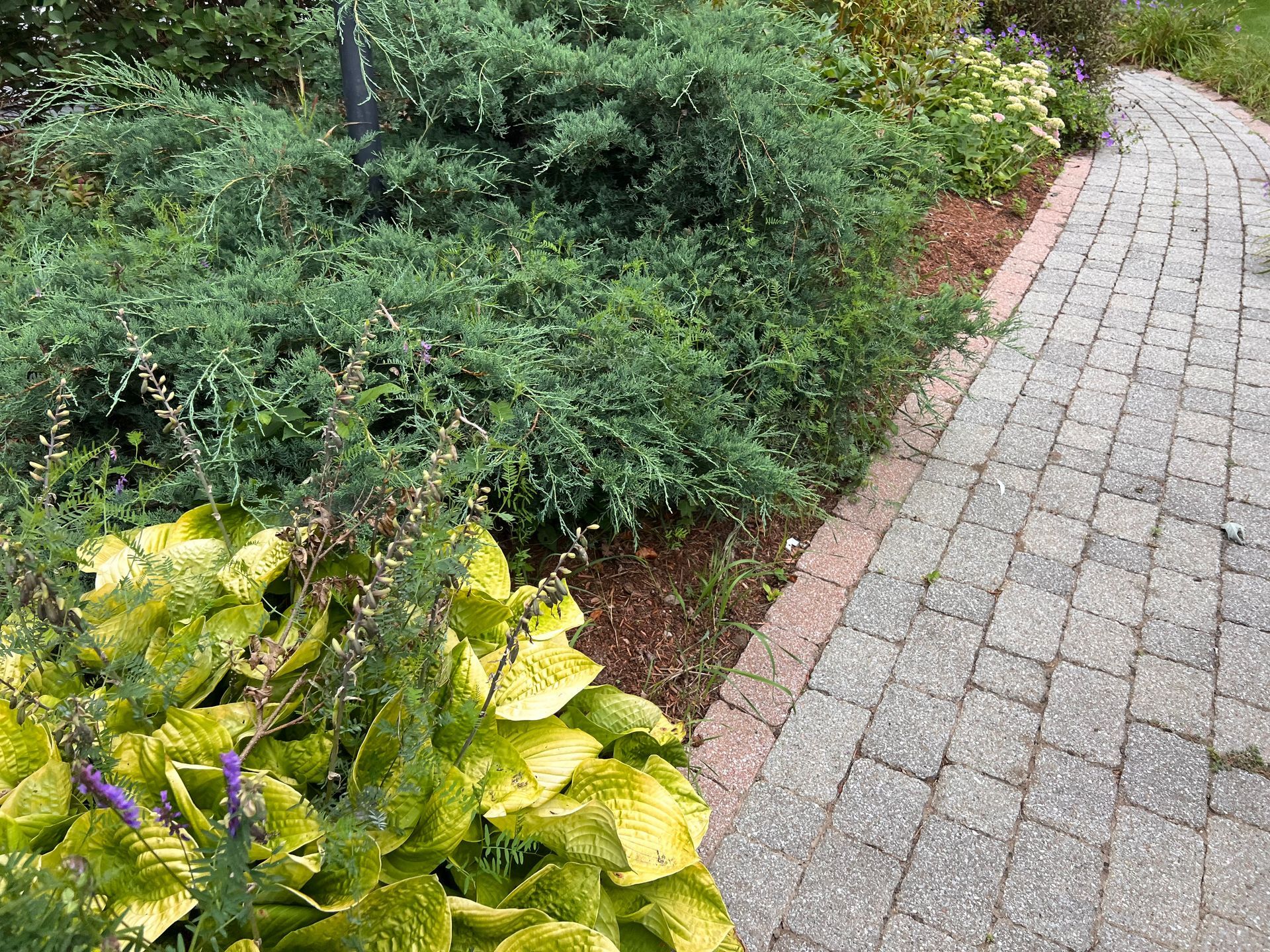 Curved brick pathway beside lush green shrubs and yellow-leafed plants in a garden