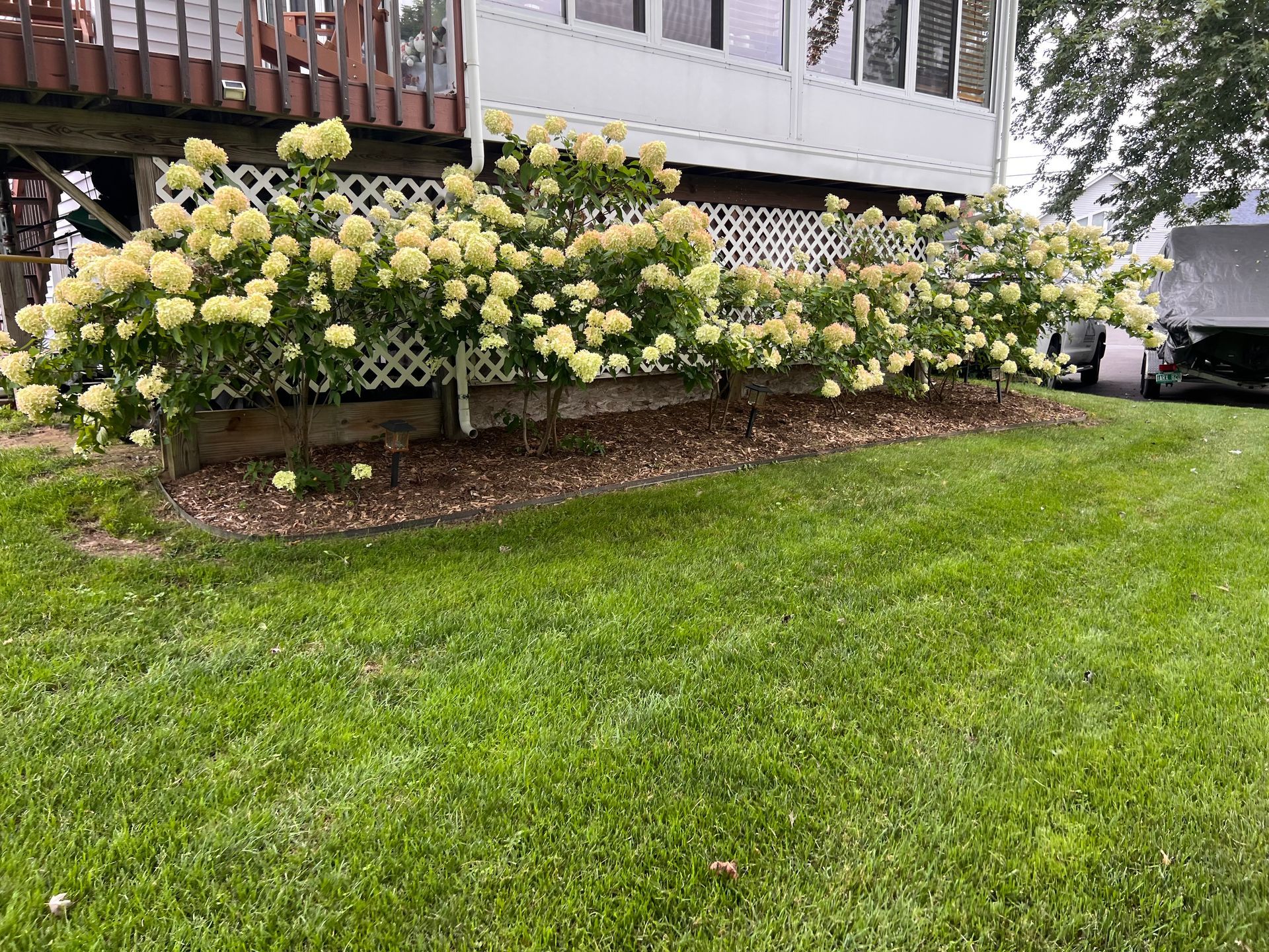 Hydrangea bushes along a house foundation beside a green lawn and wooden deck