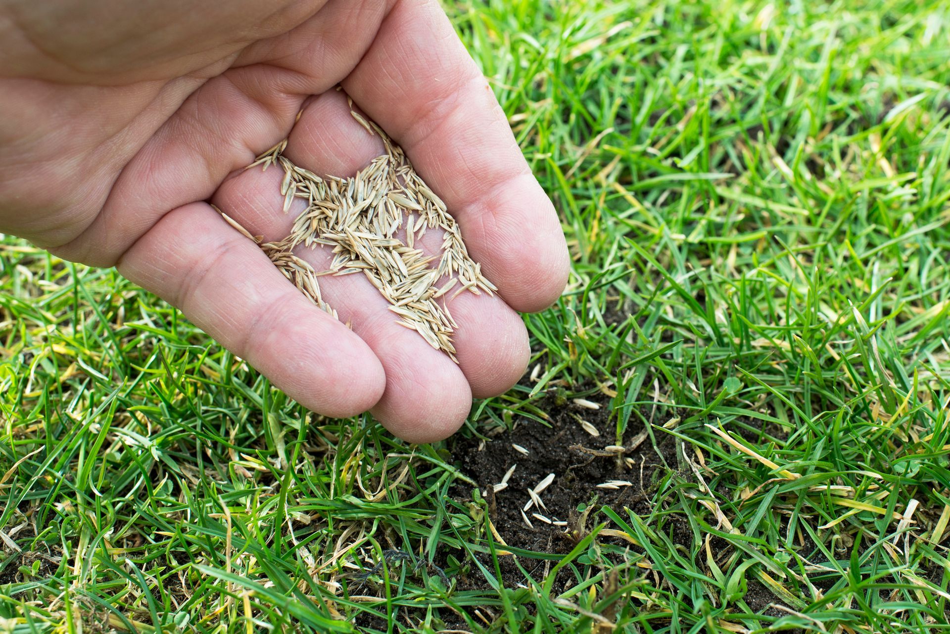 Hand sprinkling grass seed over a small patch of lawn