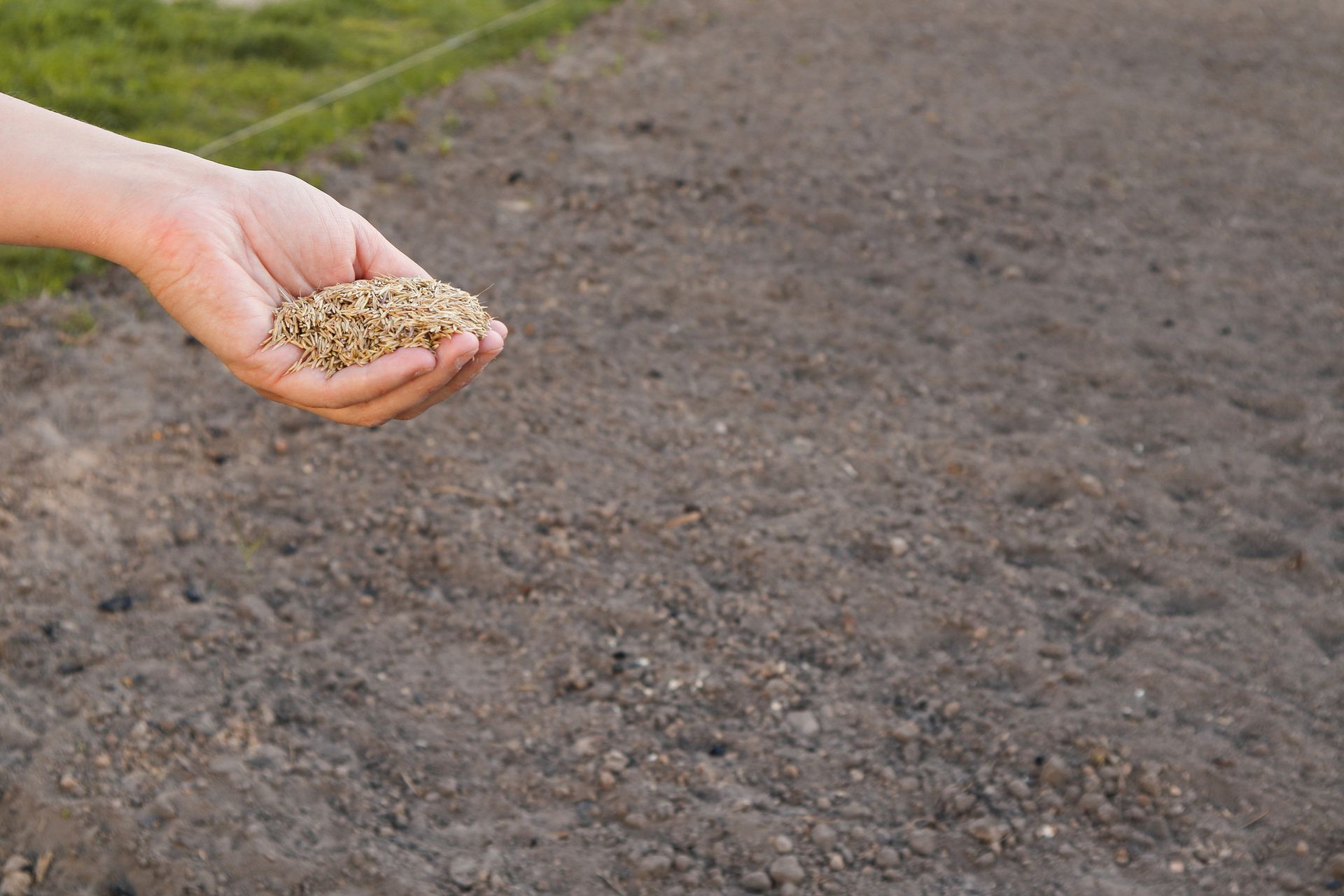 Hand holding seeds over a bare soil field, ready for planting
