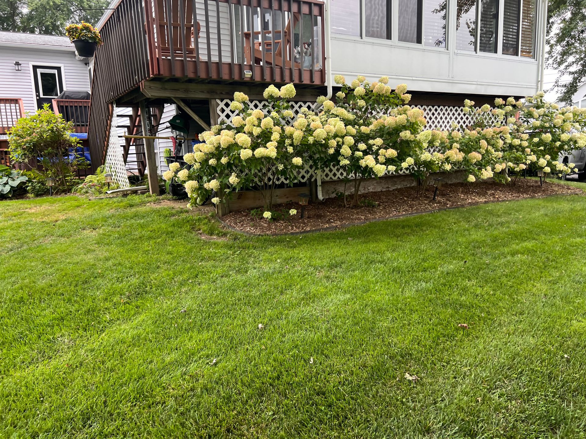 House porch with blooming white hydrangeas along a green lawn