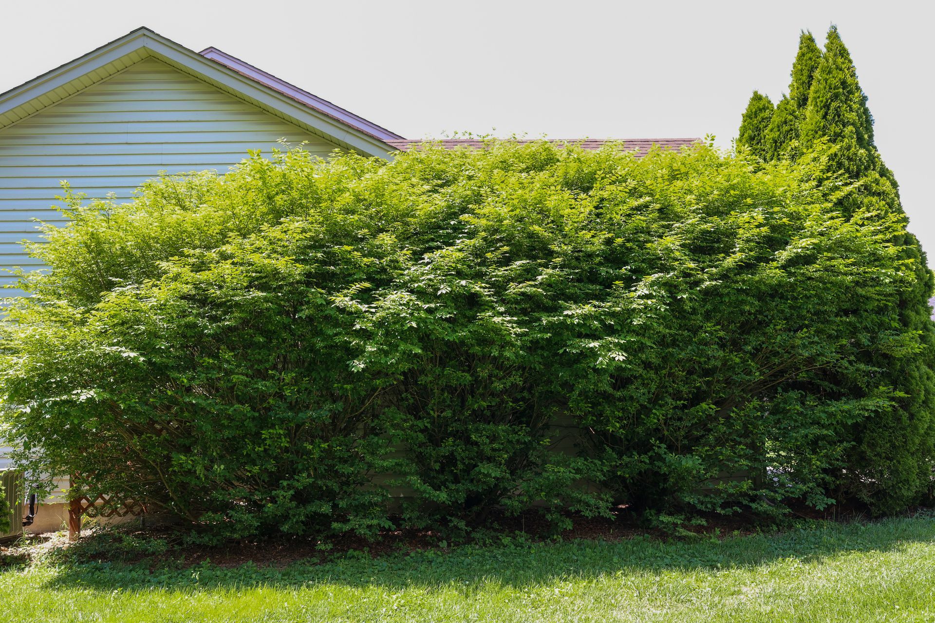 Large green bushes in front of a house with light blue siding and a grassy lawn