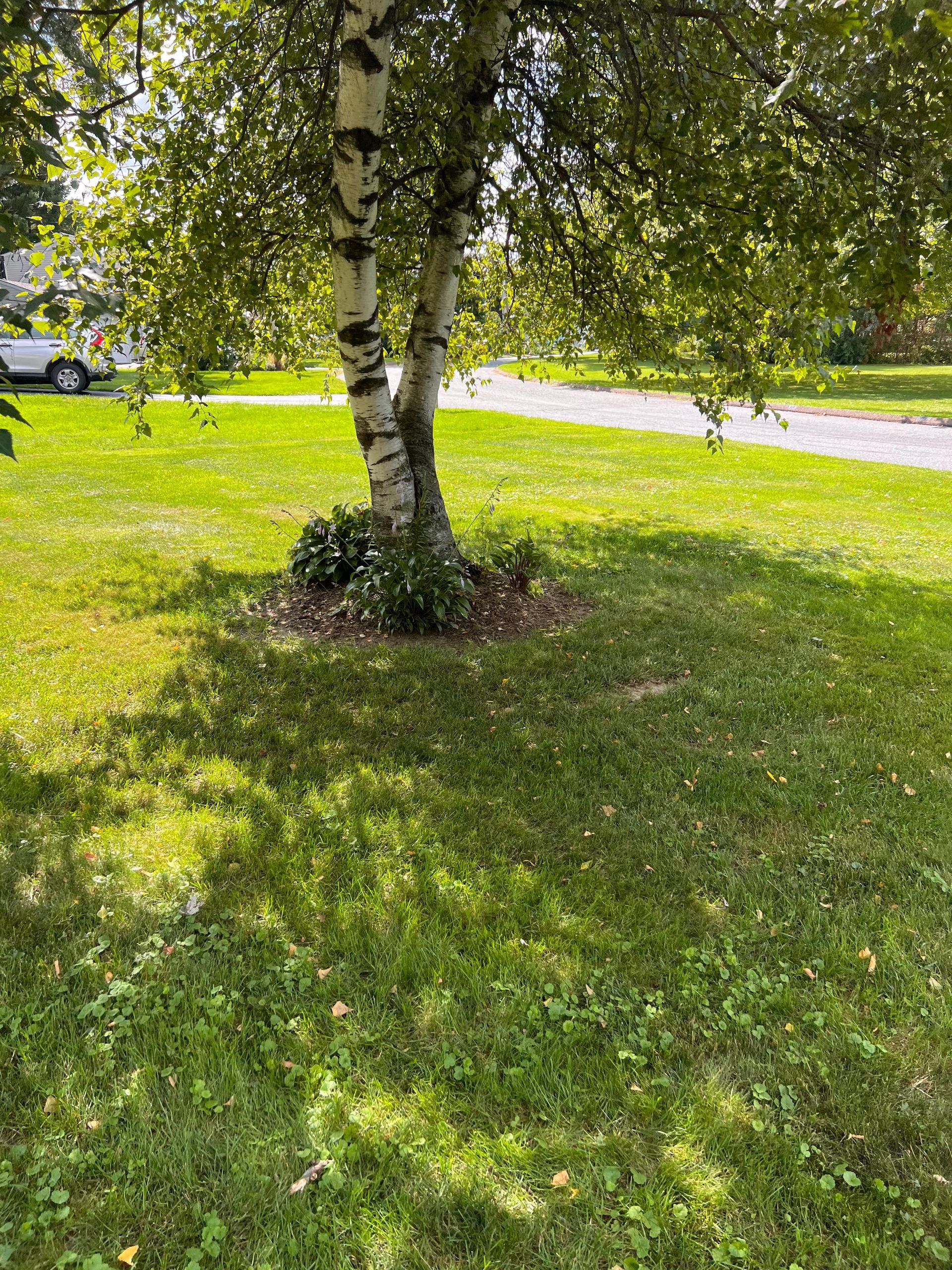 Freshly striped lawn edge along a driveway