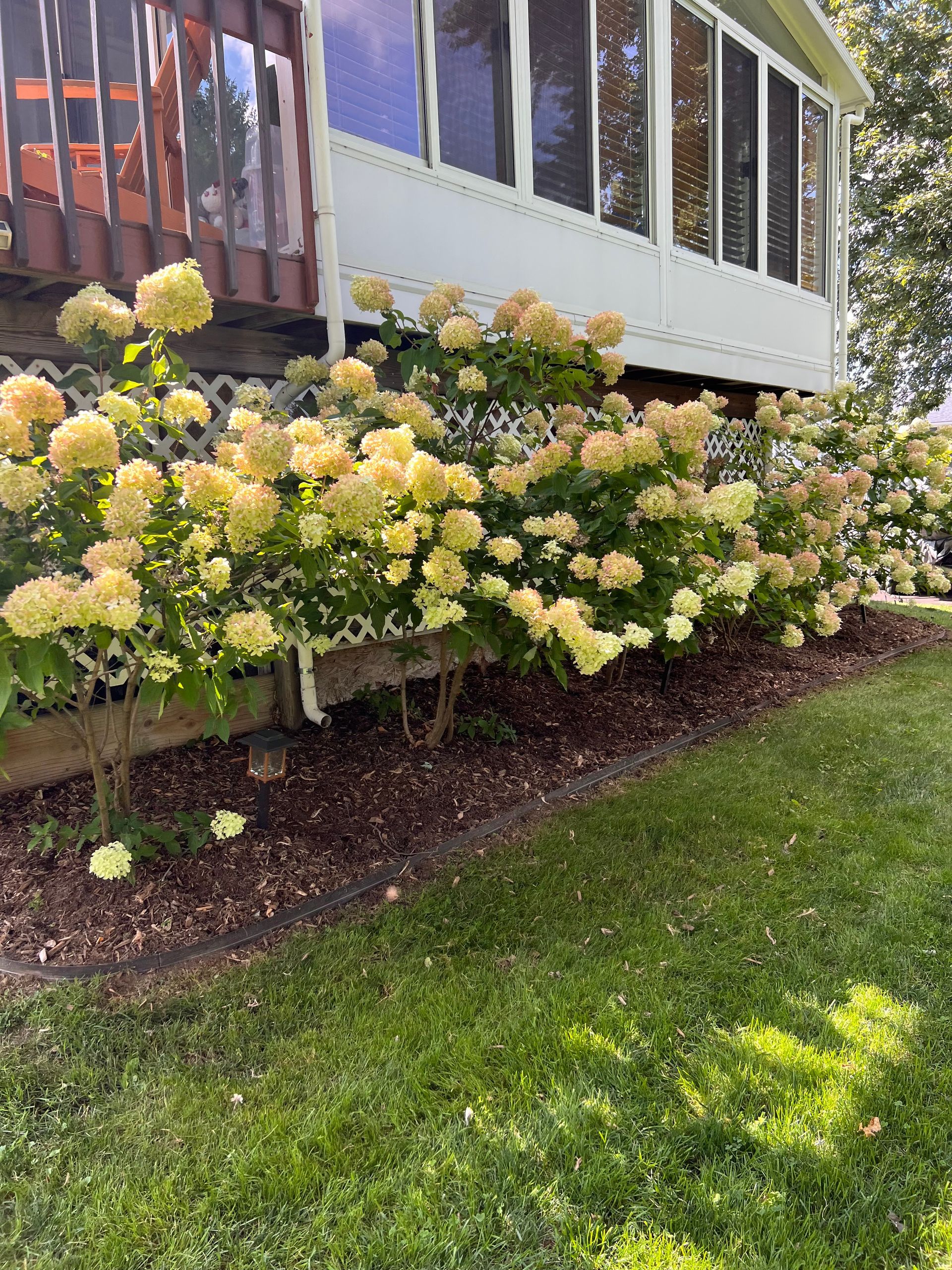 Yellow hydrangea bushes beside a house porch in a sunny garden.
